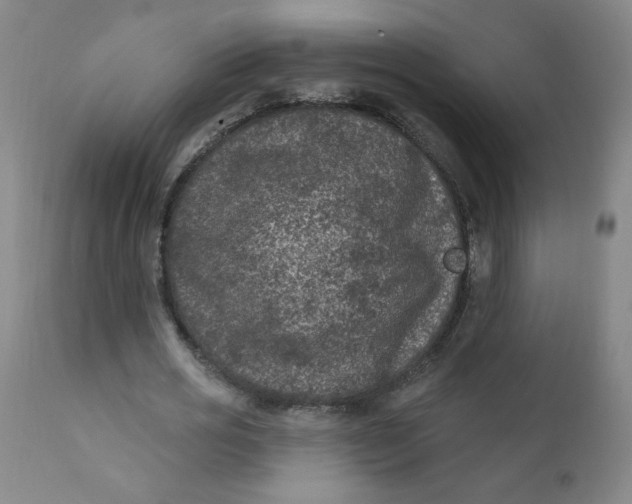 X0000112420725200909041411