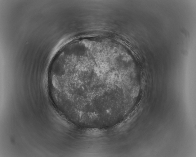 X0000112420198200909111017