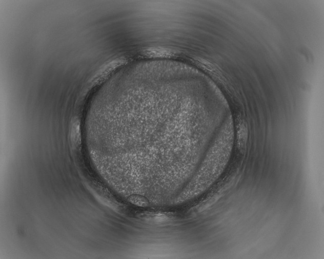 X0000112420254200909111016