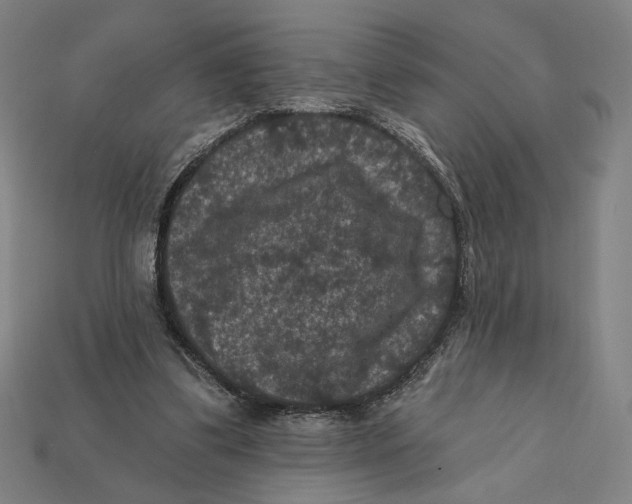 X0000112420299200909111015