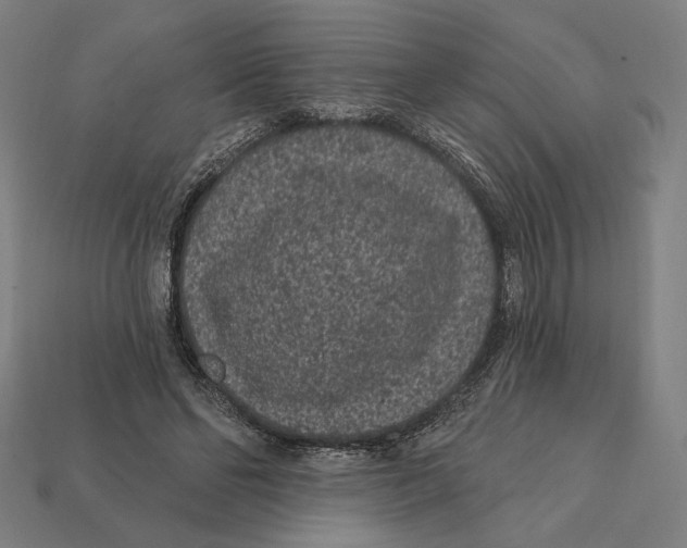 X0000112420494200909111013