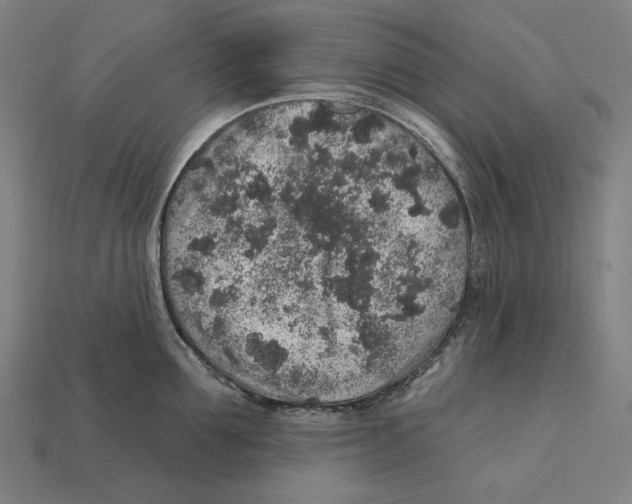 X0000112420907200909111007