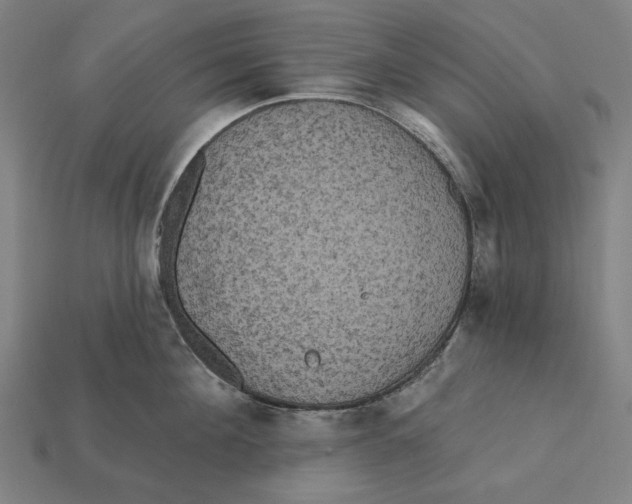 X0000112420908200909111007