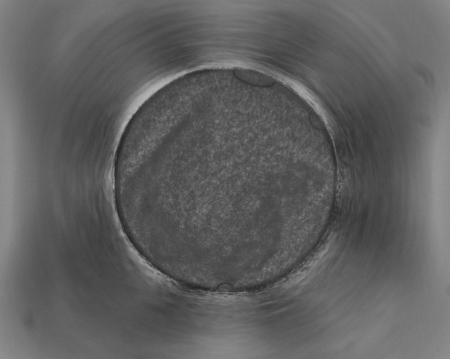 X0000112420951200909111007