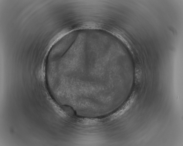 X0000112420981200909111006