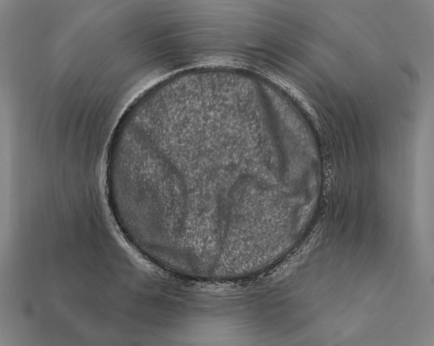 X0000112420991200909111006