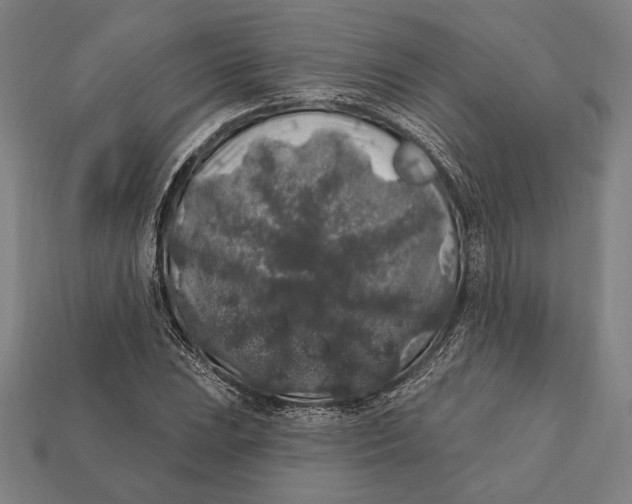 X0000112421023200909111006