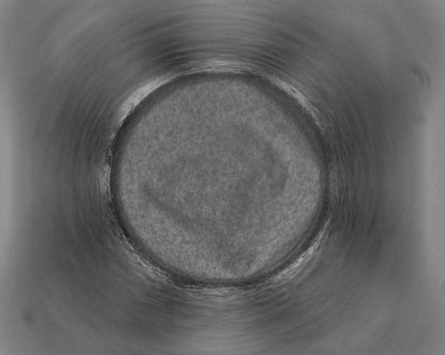 X0000112421066200909111005