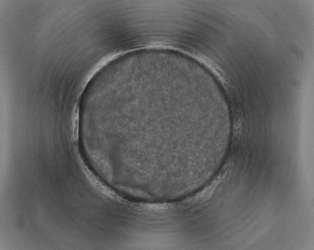 X0000112421126200909111005