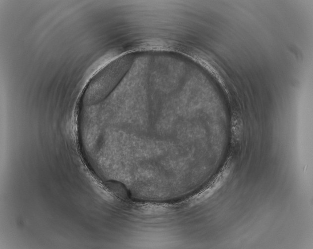 X0000112420981200909251513