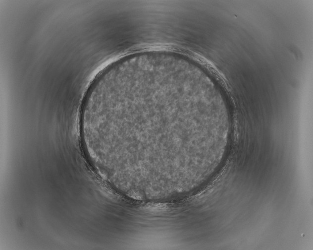 X0000112421174200909251510