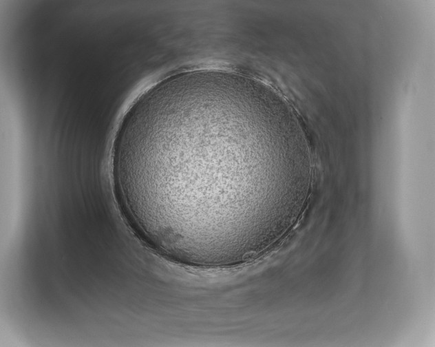 X0000112430006200908211210