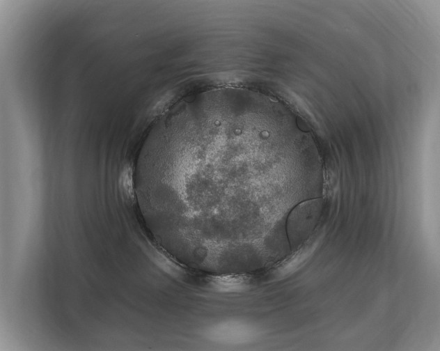 X0000112430238200908211207