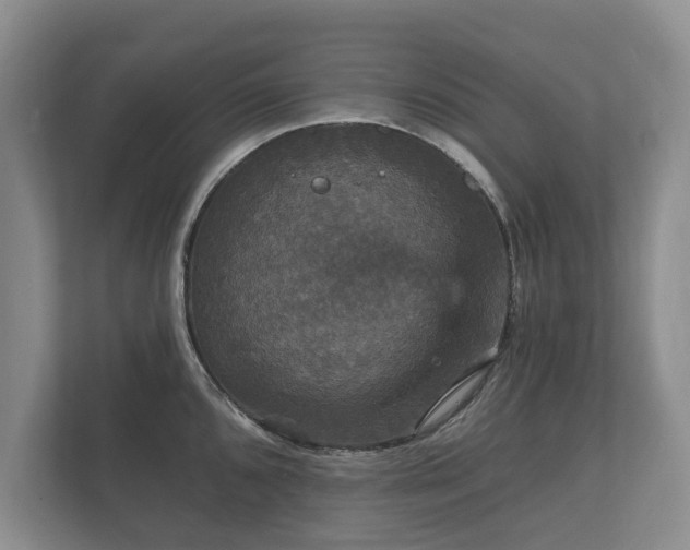 X0000112431096200908211155