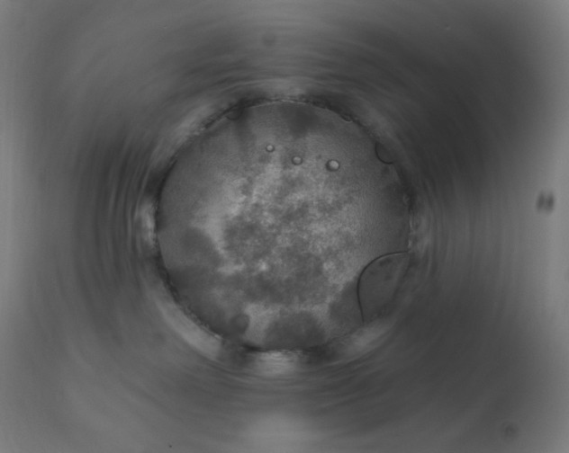 X0000112430238200908281909