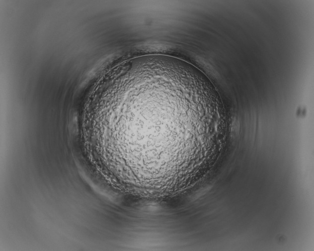 X0000112430254200908281909