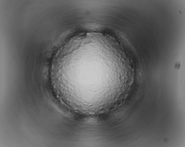 X0000112430259200908281909