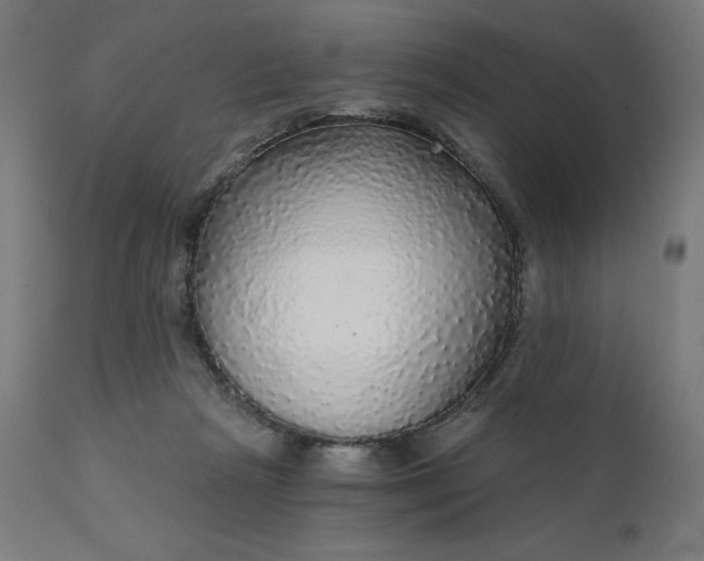 X0000112430265200908281909