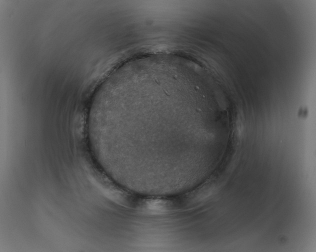 X0000112430268200908281909