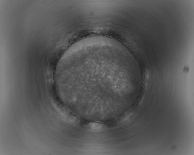 X0000112430272200908281909