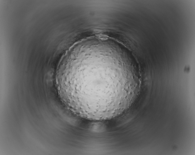 X0000112430275200908281909