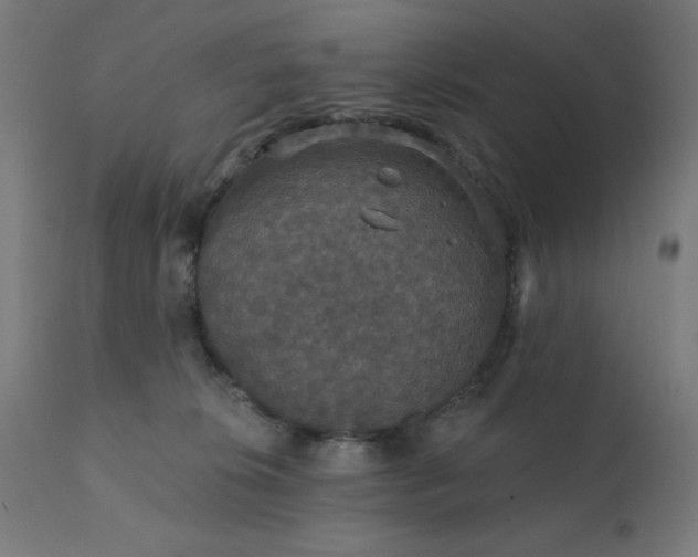 X0000112430276200908281909