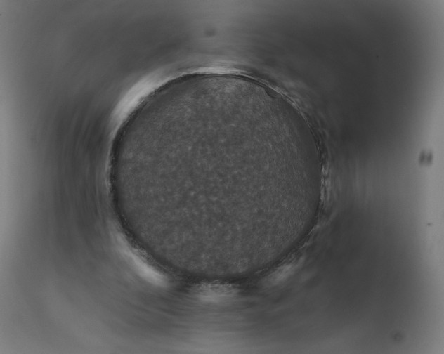 X0000112430296200908281908