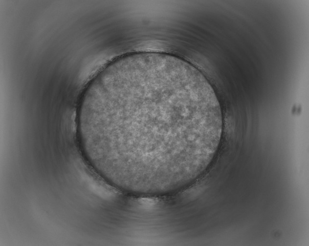 X0000112430302200908281908