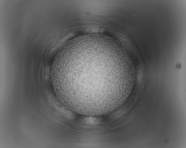 X0000112430326200908281908