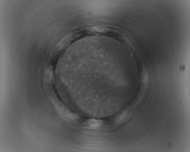 X0000112430328200908281908