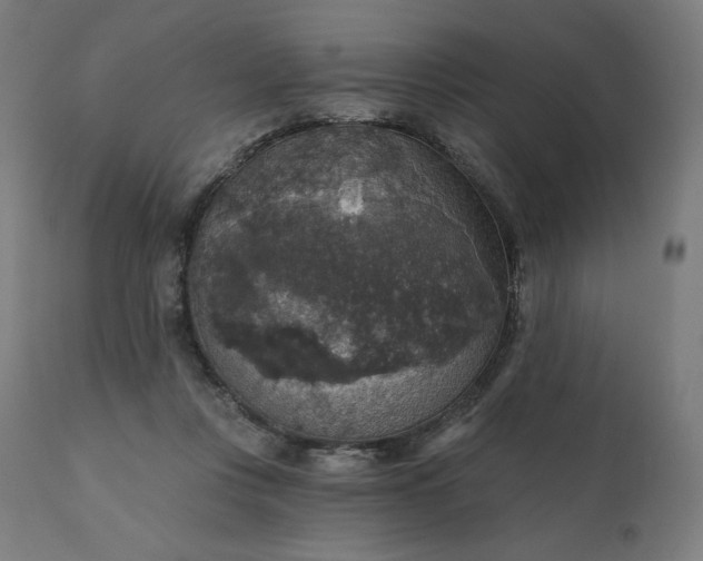 X0000112430359200908281907