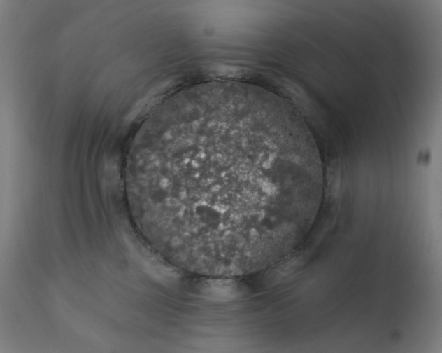 X0000112430377200908281908