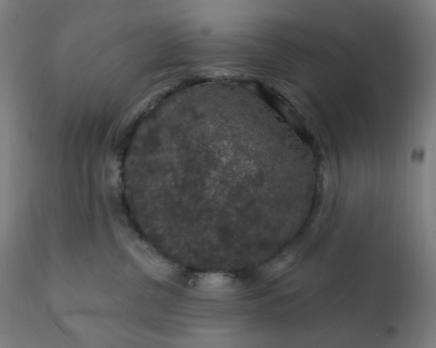 X0000112430380200908281908