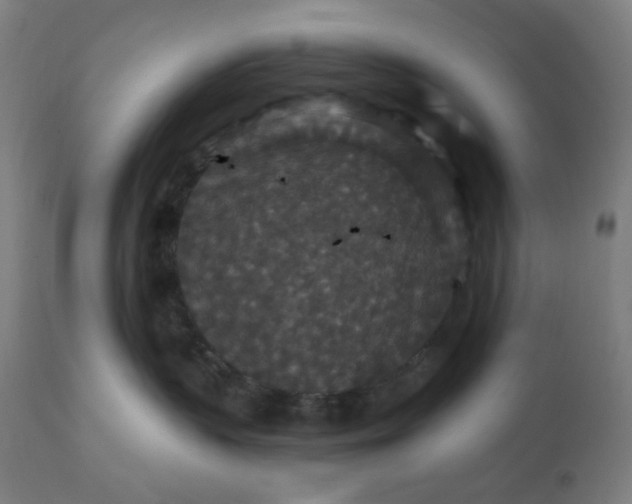 X0000112430383200908281908