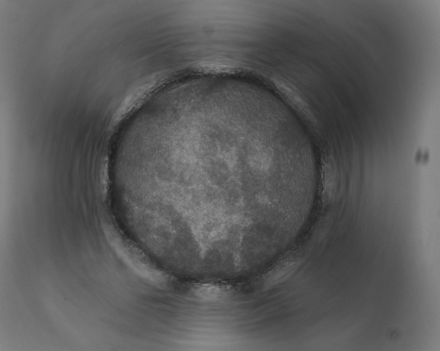 X0000112430494200908281906