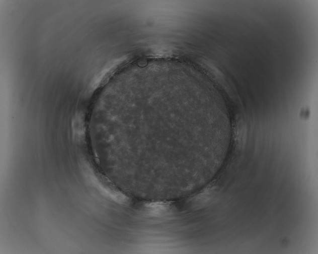 X0000112430516200908281905