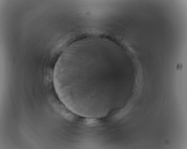 X0000112430528200908281905