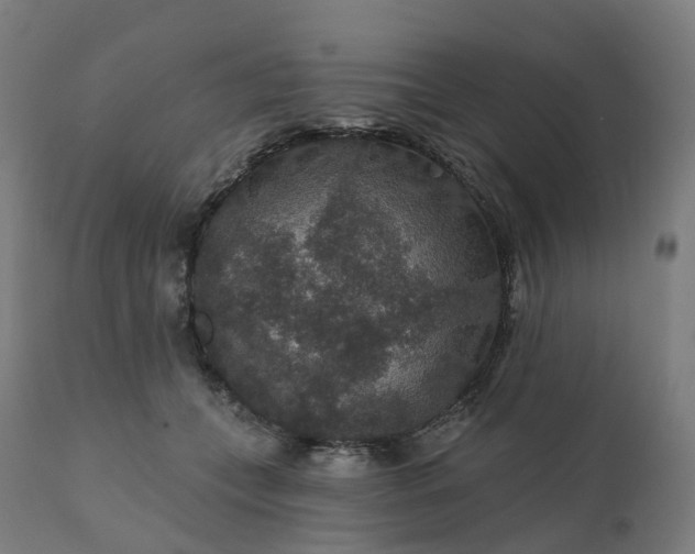 X0000112430559200908281905