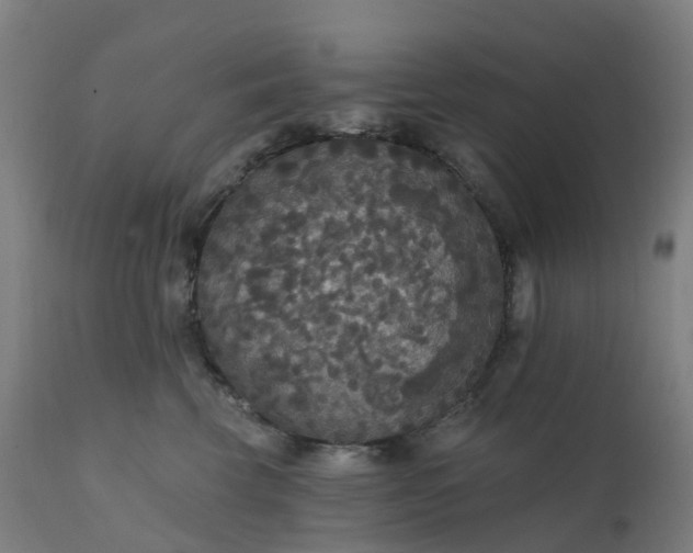 X0000112430569200908281905