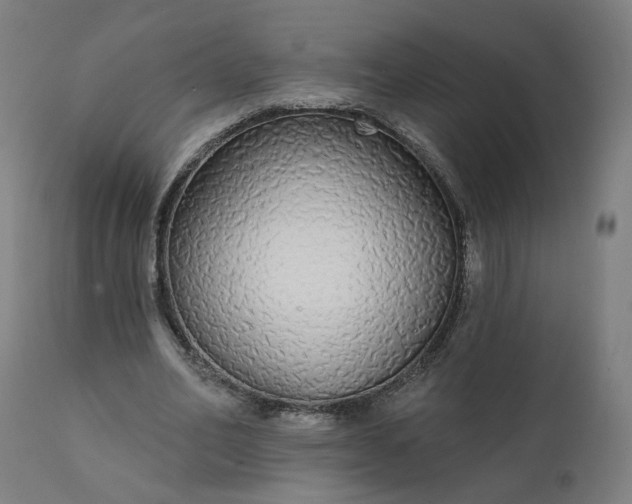 X0000112430582200908281904