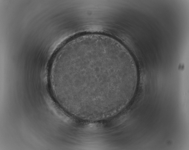 X0000112430584200908281904