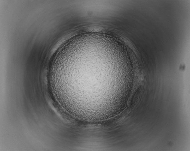 X0000112430626200908281903