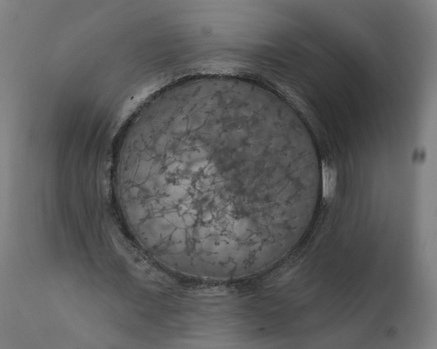 X0000112430675200908281903