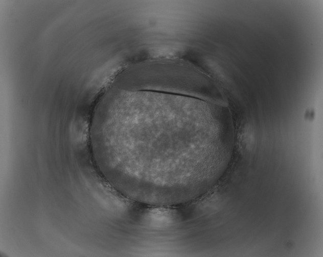 X0000112430708200908281903