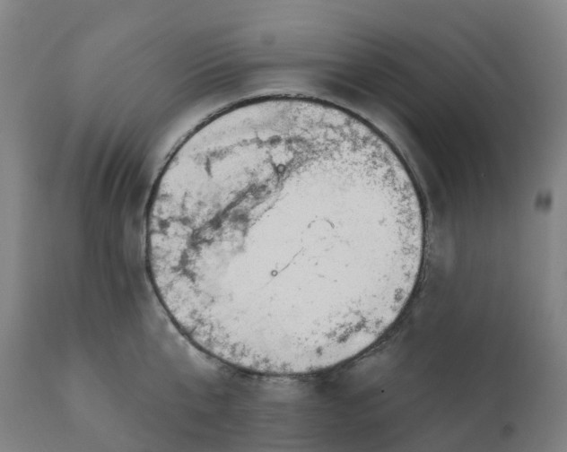 X0000112430807200908281901