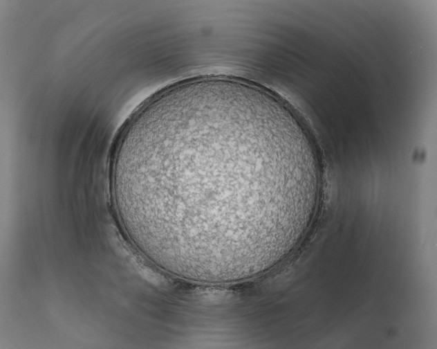 X0000112430886200908281900