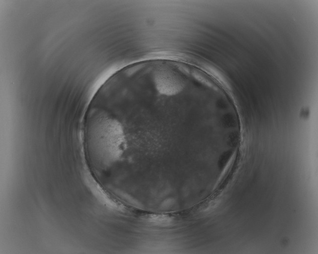 X0000112430907200908281859