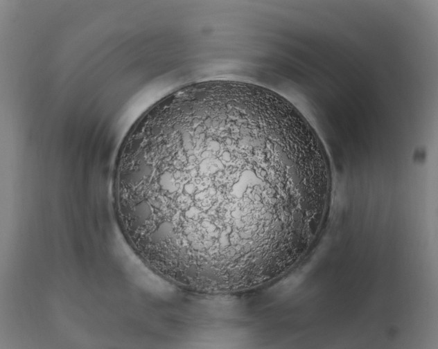 X0000112430957200908281859