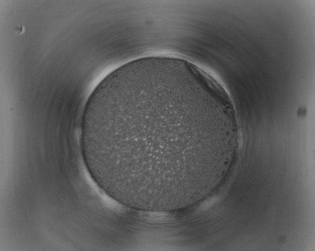 X0000112431007200908281858