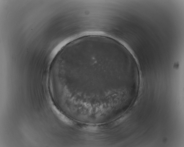 X0000112431245200908281855